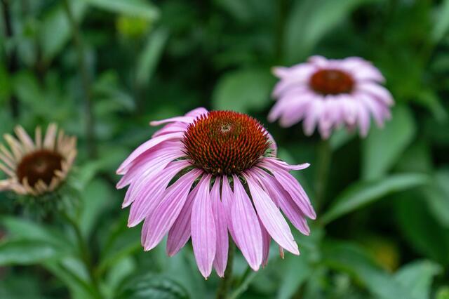 echinacea